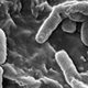 Image for article titled Experiments suggest that infections could spread more rapidly in space